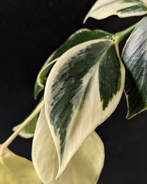 Hoya polyneura Albomarginata