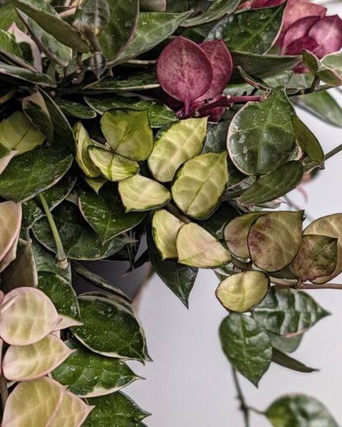 Hoya lacunosa Asami