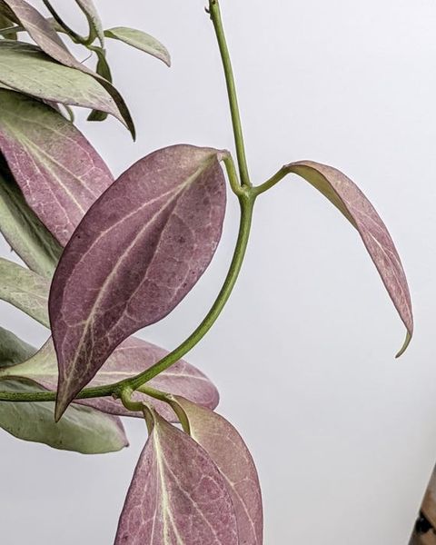 Hoya nicholsoniae New Guinea Ghost