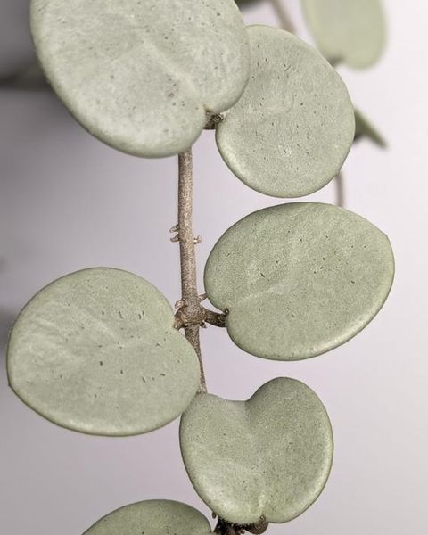 Hoya Mathilde Gray Fairy