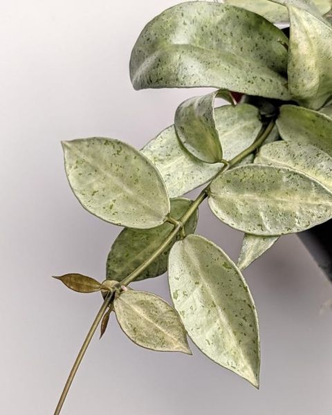Hoya lacunosa Winter Pandora