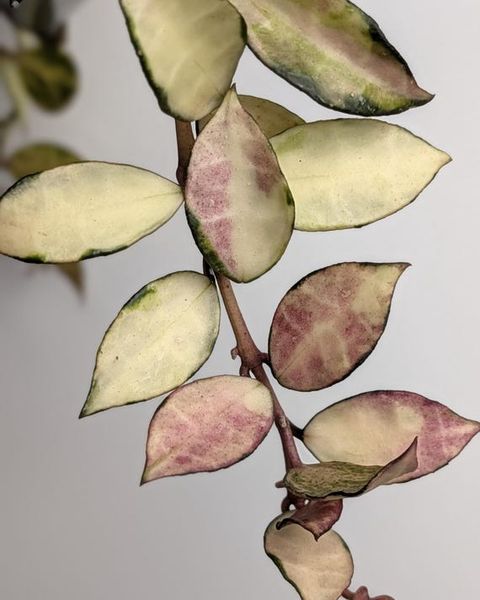 Hoya lacunosa Souma