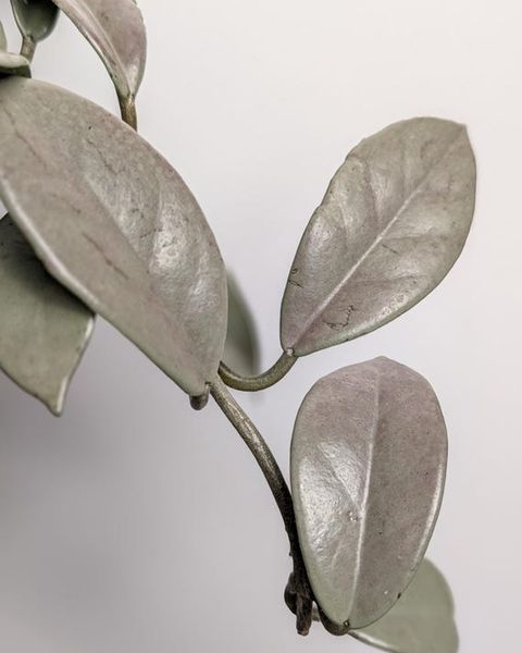 Hoya carnosa Wilbur Graves Silver